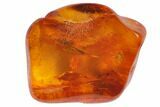 Fossil Fly (Diptera) In Baltic Amber #128346-1